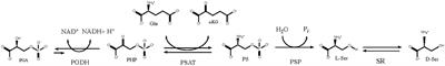 D-3-Phosphoglycerate Dehydrogenase